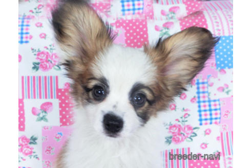 成約済の千葉県のパピヨン-159999の1枚目